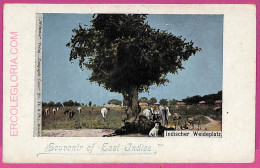 Ag3652 - INDIA - VINTAGE POSTCARD - Indian Pasture, Ethnic - Indien