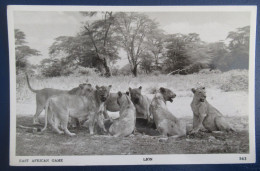 CPM CARTE POSTALE LIONS D AFRIQUE DE L EST - Löwen