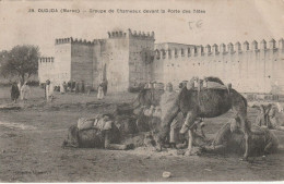 Oudjda Groupe De Chameaux Devant La Porte Des Têtes Animée # 1919     5028 - Casablanca