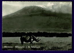 Ref 1647 - Real Photo Postcard -Rhino Rhinoceros & Mount Kilimanjaro - Tanzania East Africa - Tanzania