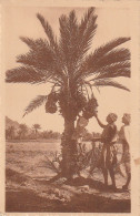 ZA 14- LA RECOLTE DES DATTES DANS LE SUD - R. PROUHO , HUSSEIN DEY ( ALGERIE )- 2 SCANS - Afrika