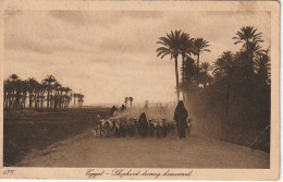 ZA 17- EGYPT - SHEPHERD DRIVING HOMEWARD - CONDUITE D' UN TROUPEAU DE CHEVRES -  2 SCANS - Autres & Non Classés