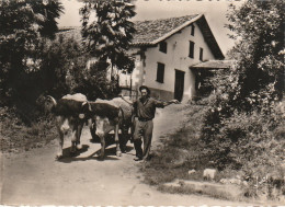 Z+ 13-(64) LE PAYS BASQUE - FERME ET ATTELAGE BASQUES - 2 SCANS - Teams