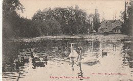 ***  21 ***   BEAUNE  Cygnes Au Parc De Bouzaize -- TTB  - Beaune