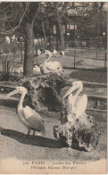 Z++ 4-(75) JARDIN DES PLANTES , PARIS - PELICANS BLANCS ( EUROPE ) - 2 SCANS - Parcs, Jardins