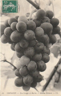 Z++ 6-(77) THOMERY - UNE GRAPPE DE RAISIN - MAISON SALOMON - 2 SCANS - Vigne