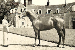 - Orne -ref-B771- Le Haras Du Pin - Shikampur - Etalon De Pur Sang - Etalons - Cheval - Elevage Chevaux - - Autres & Non Classés