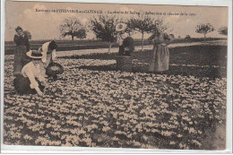 Environs De PITHIVIERS EN GATINAIS : La Récolte Du Safran - Safranière Et Récolte De La Fleur - Très Bon état - Other & Unclassified