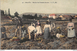 COTE-D'OR : Récolte Des Pommes De Terre - Tres Bon Etat - Other & Unclassified