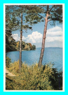 A856 / 631  Herbst Am Wurmsee ( Arbre ) - Other & Unclassified