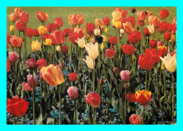 A856 / 553 FLEUR Tulipe L'Eternel Est Grand Et Tres Digne De Louange - Autres & Non Classés
