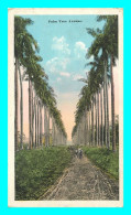 A841 / 649 CUBA Palm Tree Avenue Typical On Cuban Country Estates - Kuba