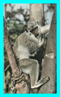 A842 / 629 SINGES Faune Africaine Jeune Singe - Apen