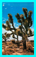 A839 / 609 CALIFORNIA Joshua Tree Forest ( Arbre ) - Andere & Zonder Classificatie