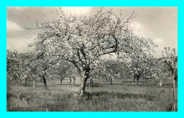 A871 / 259 30 - LE VIGAN DES CEVENNES Pommiers En Fleurs - Autres & Non Classés