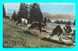 A864 / 035 39 - Franche Comté Paturages Au Bord Du Lac ( Vache ) - Autres & Non Classés