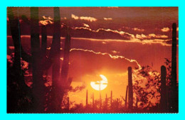 A857 / 155 ARIZONA Sundown Of The Desert - Cactus - Sonstige & Ohne Zuordnung