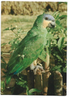 PAPAGAIO VERDE / GREEN PARROT / GRUNER PAPAGEI.- COLEÇAO DIDATICA.-  ( BRASIL ) - Uccelli