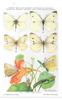 Papillons - La Piére De La Rave - Farfalle