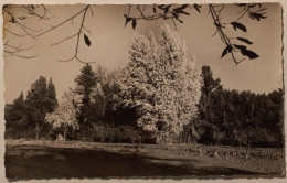 GENERARGUES (30 Gard) - Domaine De PRAFRANCE / Anduze - Arbre GINKGO BIBOLA  - Anduze