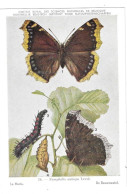 Papillons Le Morio - Mariposas