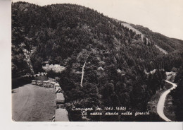 CAMPIGNA  FORLI'  LA NUOVA STRADA  NELLA FORESTA  VG - Forlì