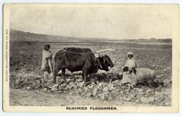 BALUCHISTAN : BLUCHIES PLOUGHMEN - OXEN (MULLICK) - Pakistan