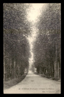 24 - RIBERAC - L'AVENUE DES PLATANES - Riberac