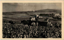 Hautvillers - Scene De Vendange - Vignes