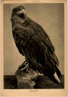 Seeadler - Uccelli