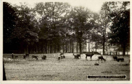 Moritzburg - Im Wildpark - Rehe - Moritzburg