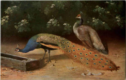 Pfau - Vögel
