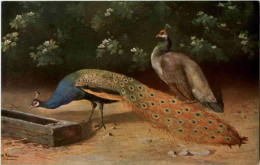 Pfau - Birds