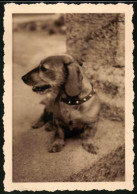 Fotografie Hund, Dackel, Dachshound, Sausage Dog  - Other & Unclassified