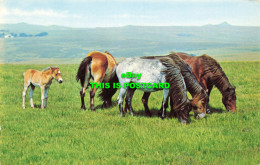 R567257 Dartmoor Ponies. PT1354 - Mondo