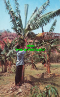 R566539 D3. Harvesting Bananas. Jamaica. Novelty Trading. Dexter Press. Authenti - Mondo