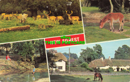 R567263 New Forest. Dennis. 1981. Multi View - Mondo