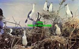 R566836 South Australian Museum. Birds 1. Rookery Of Pied Cormorants. Tops Of Ma - Mondo