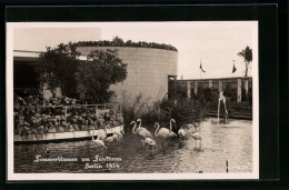 AK Berlin, Ausstellung Sommerblumen Am Funkturm 1934, Gebäude Und Flamingos  - Expositions
