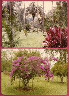 Singapore Botanical Garden (1976) Vintage_UNC SUP_only 2 Photograph_NOT Postcards_cpc - Singapore