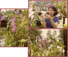 Singapore Mandai Orchid Garden (1980) Orchids Gardens, Vintage_UNC SUP_only Photograph_NOT Postcards_cpc - Singapour