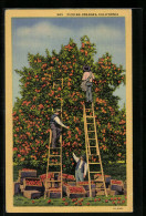 AK California, Picking Oranges  - Cultures