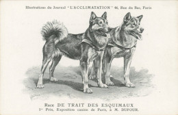 Dog Used To Pull Sledge . Attelage De Chien Traineau Husky - Grönland