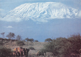 KENYA ELEPHANTS - Kenia