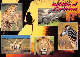 ZIMBABWE SAFARI - Simbabwe
