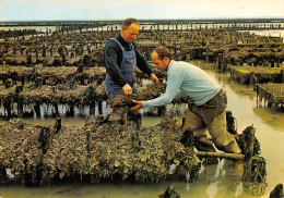 35 CANCALE GRAPPES D HUITRES - Cancale