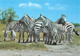 KENYA ZEBRA - Kenia