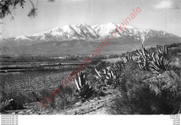 66. Plaine De PERPIGNAN .  Le Canigou . - Perpignan