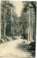 -2B - CORSE- Une Promenade Dans La Foret De VIZZAVONA.     Collection.  J.Moretti,Corté. N°:817 - Other & Unclassified