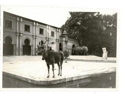 Ref 1 - Photo + Négatif : Jolie éland Du Cap ? Dans Un Zoo , Lieu ? . - Europe